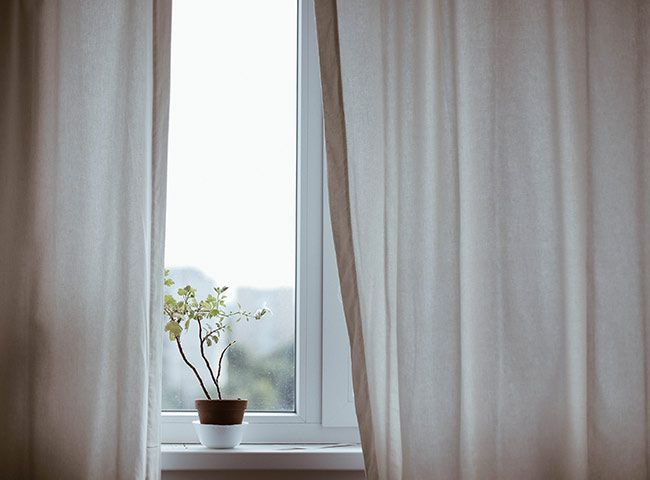 Plante verte devant une fenêtre entourée de rideaux