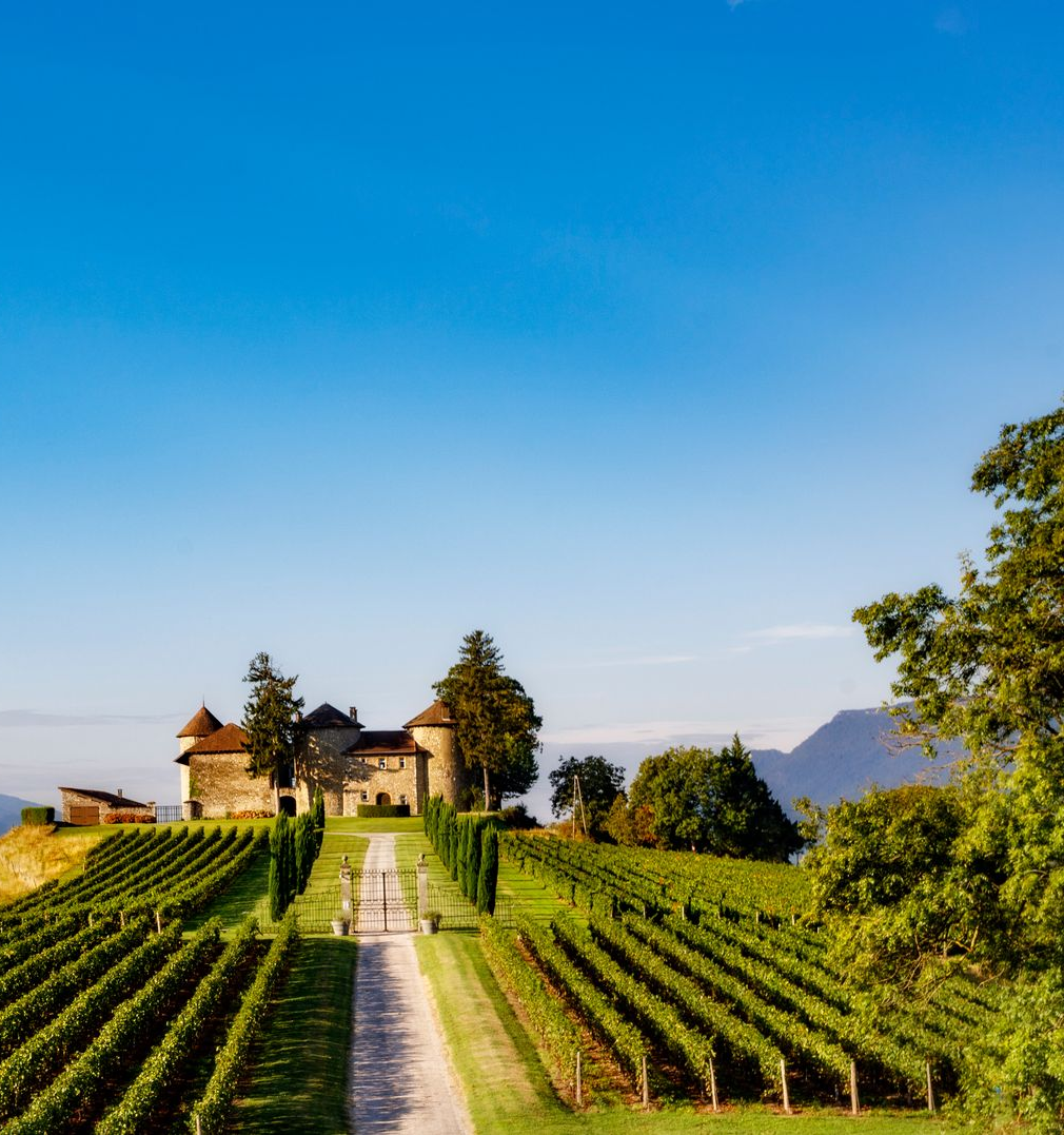 Un vignoble avec des rangées de vignes menant à un château sous un ciel bleu, avec des montagnes en arrière-plan.