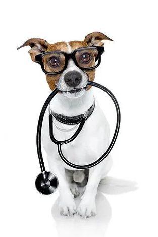 Un perro que lleva gafas y un estetoscopio alrededor del cuello.