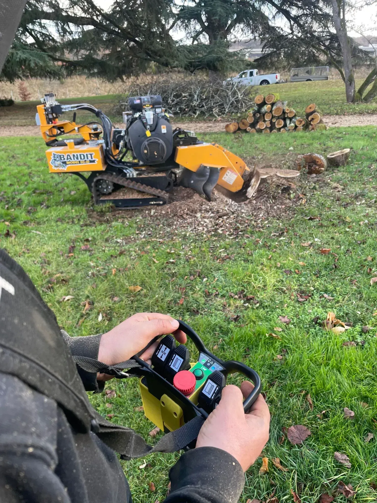 Travaux d'abattage avec rogneuse en action