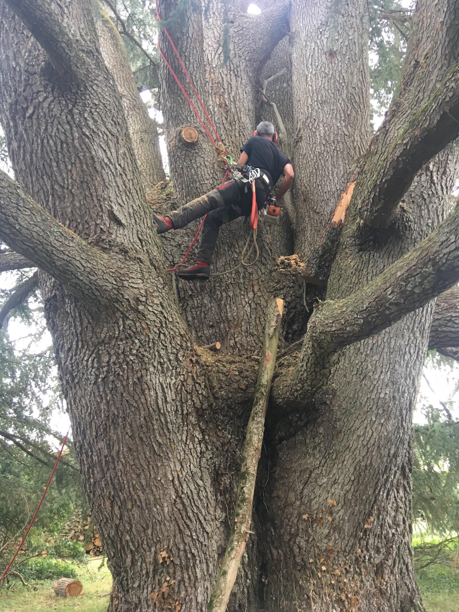 Élagueurs-grimpeurs dans un arbre