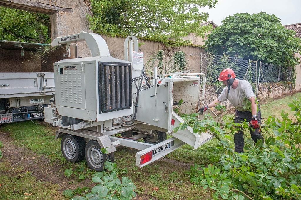 Grand arbre élagué