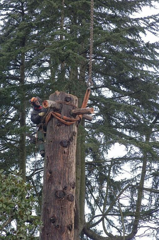 Grimpeur-arboriste découpant un arbre