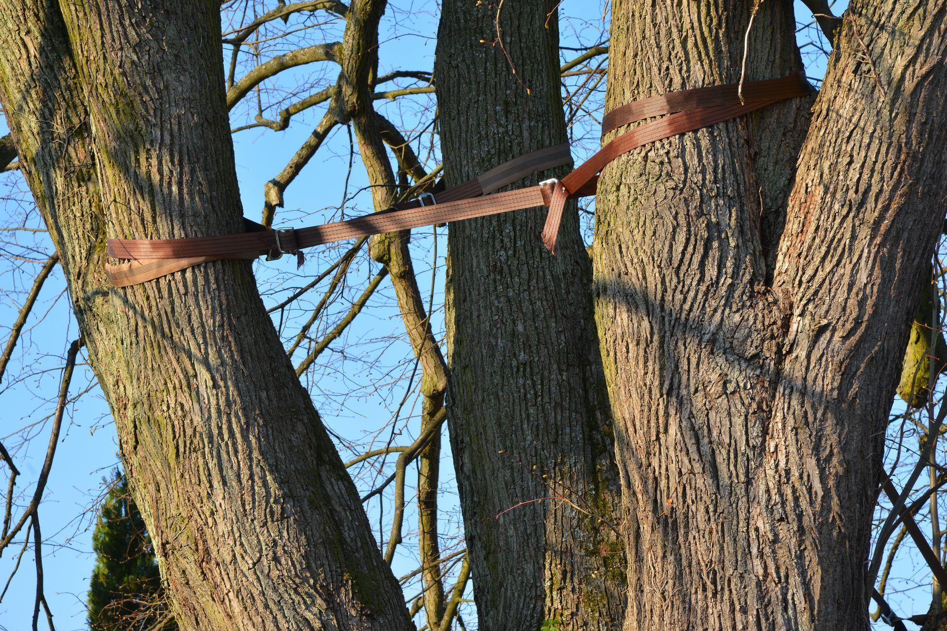 Sangles permettant le haubanage de l'arbre