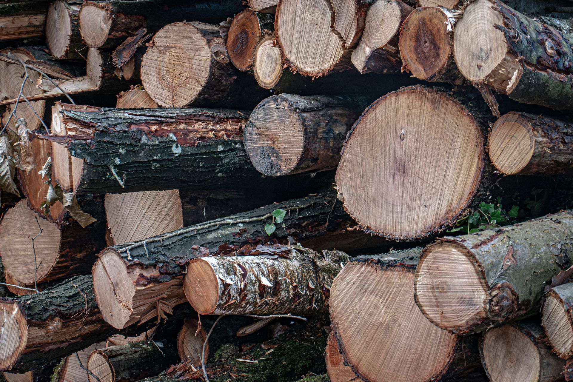 Amas de troncs d'arbre
