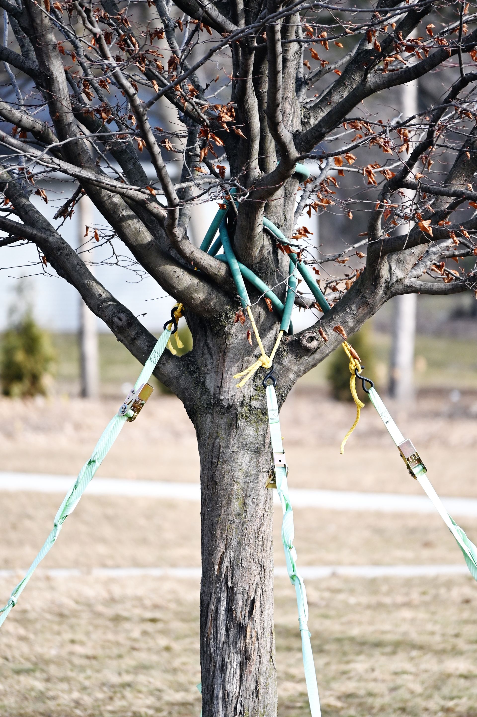 Système de haubanage sur un arbre fruitier
