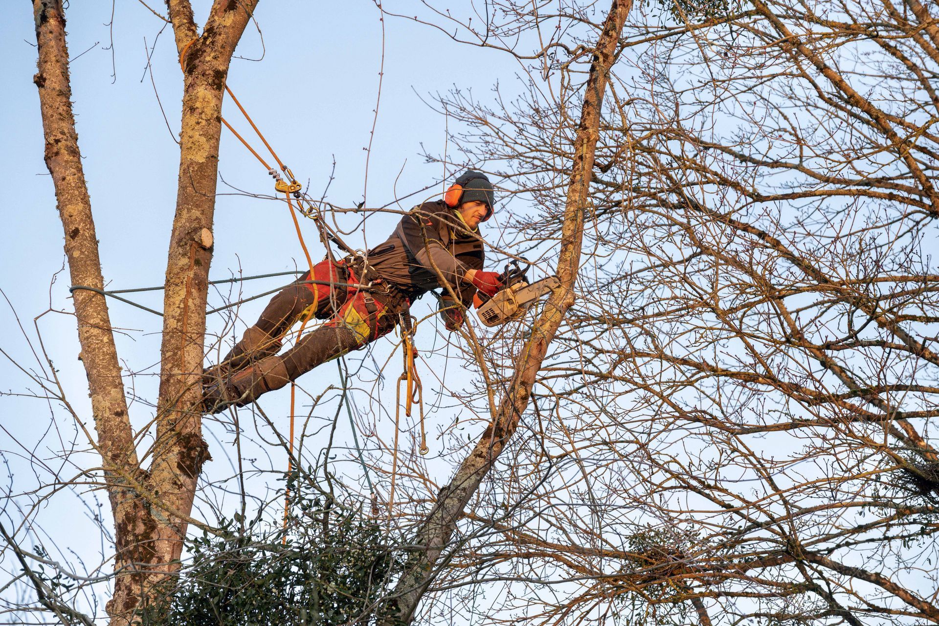 Arboriste en train d'élaguer