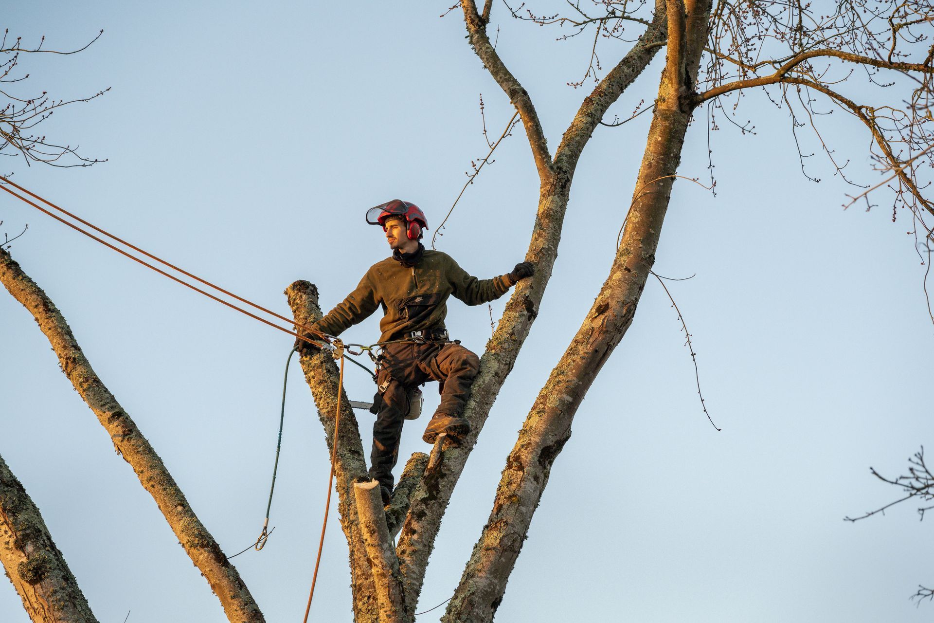 Arboriste-grimpeur posant à la cime d'un arbre