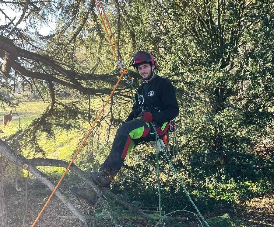 Arboriste en rappel pour élaguer un arbre