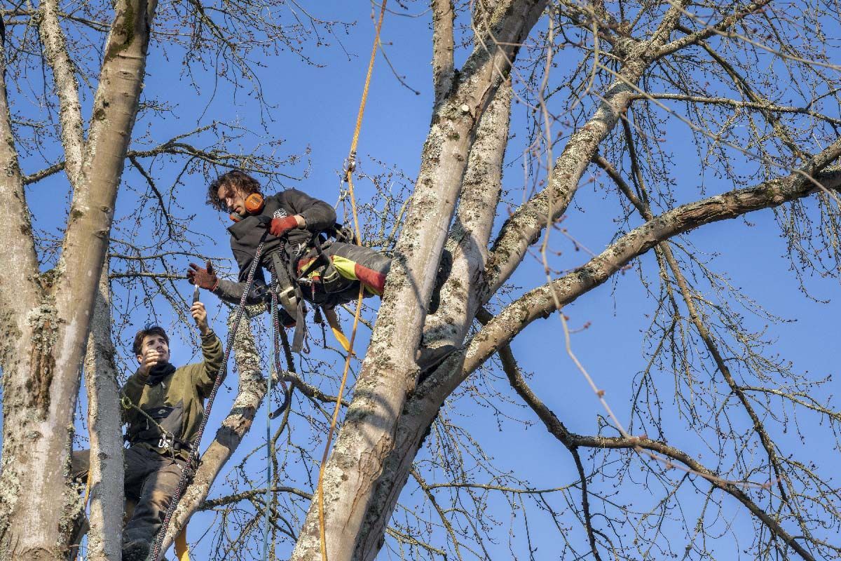 Arboriste-grimpeur posant des sangles sur un arbre