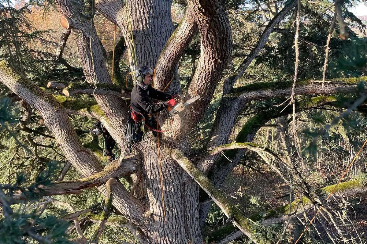 Arboriste taillant un grand arbre