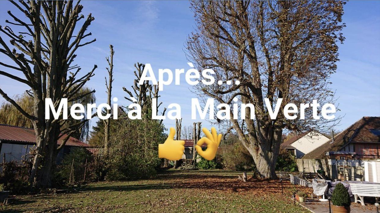 Élagage arbres après