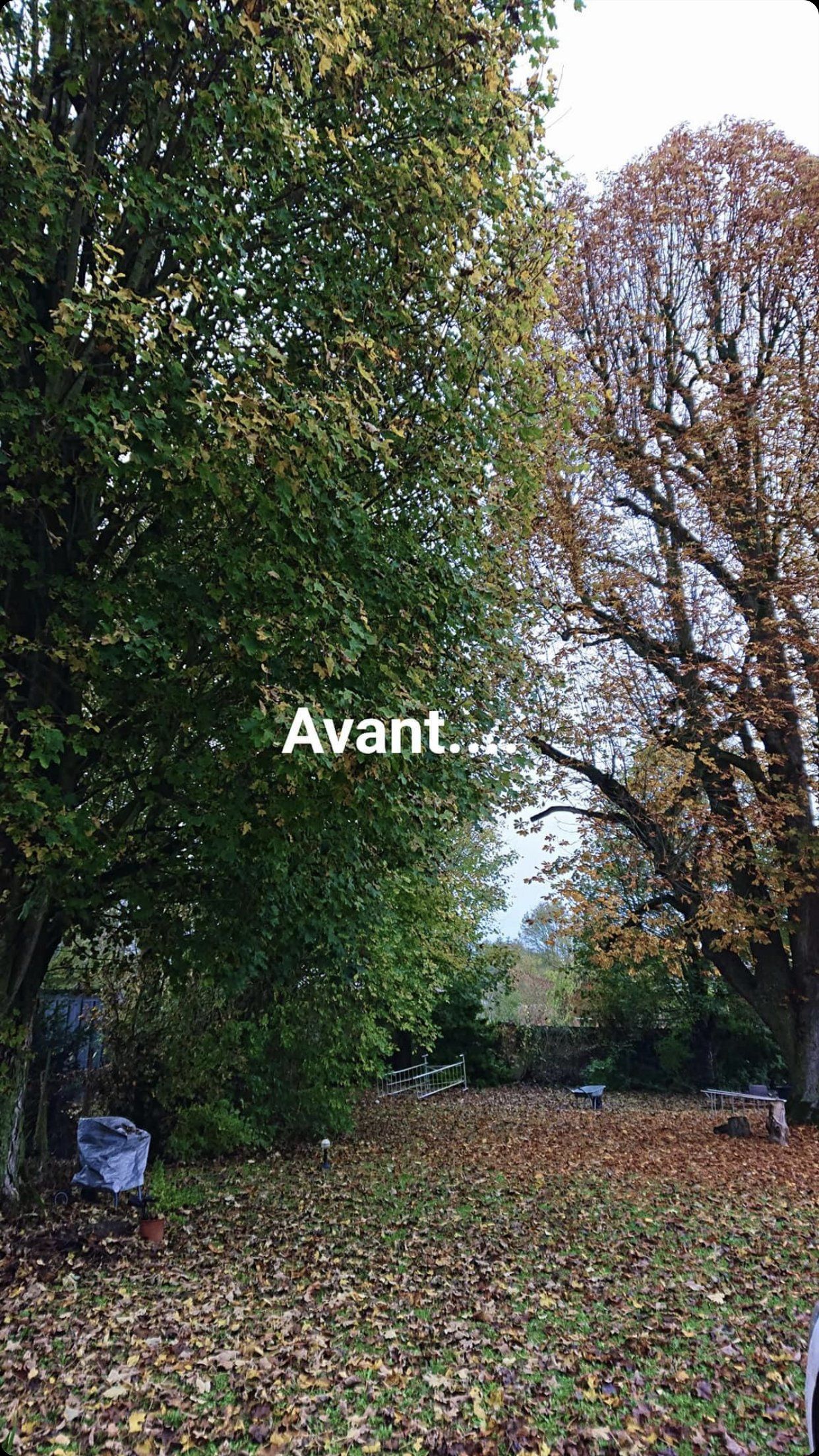 Élagage d'arbre avant