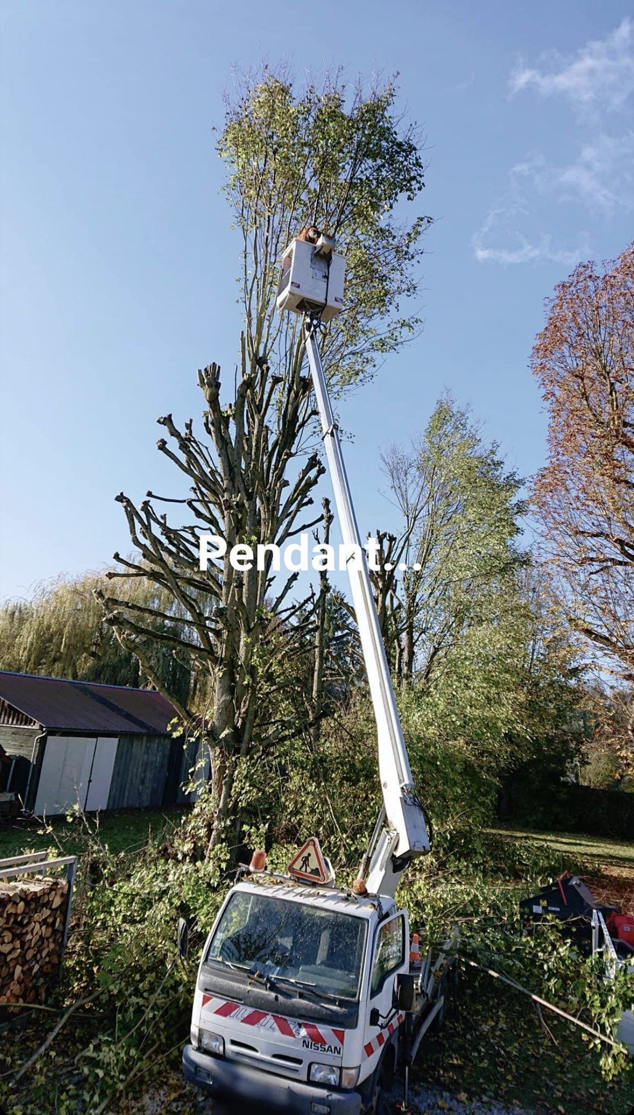 Élagage d'arbre pendant