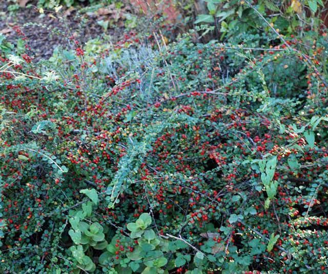 Un arbusto con bayas rojas y hojas verdes.