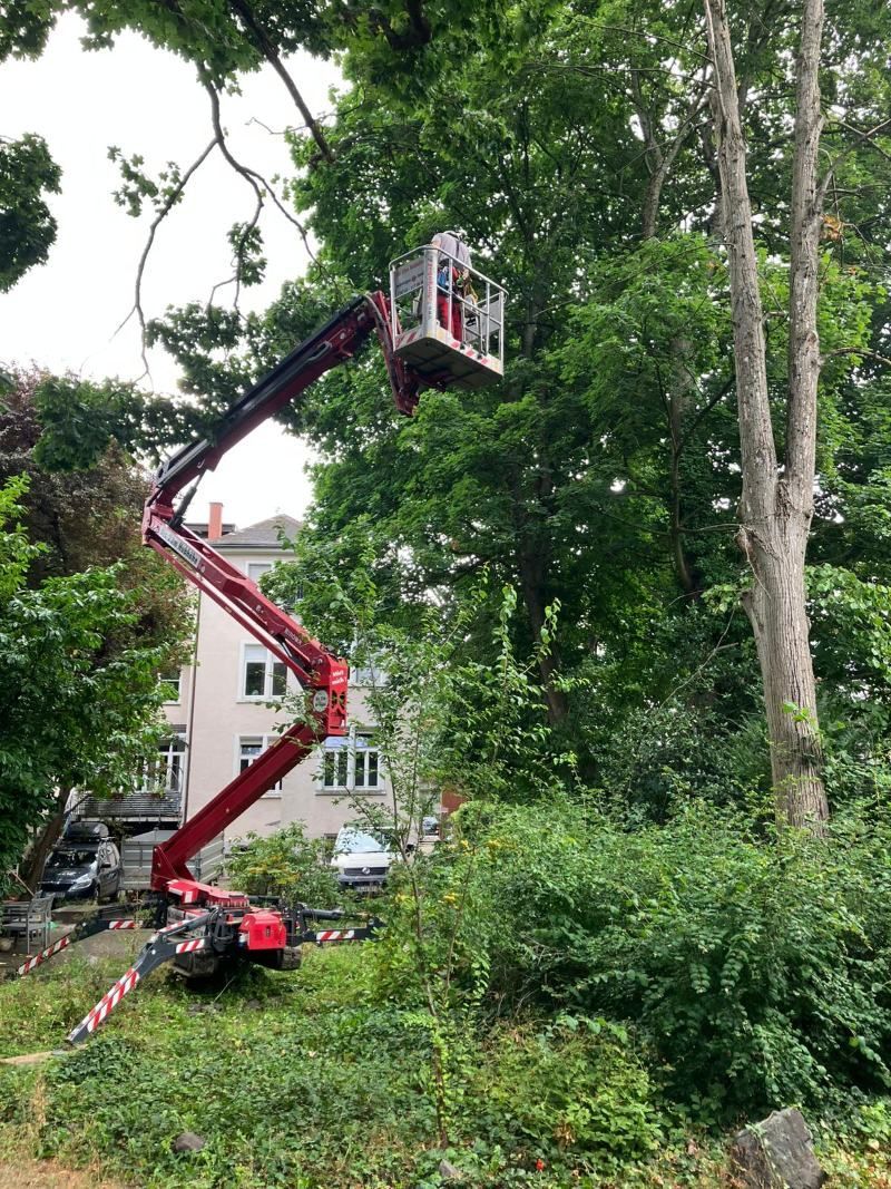 Eine rote Hebebühne mit einer Person im Korb, die in einem Wohngebiet einen großen Baum beschneidet.