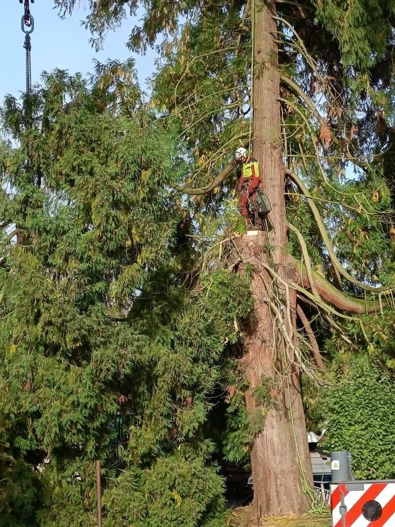 Ein Baumpfleger schneidet unter blauem Himmel mit Schutzausrüstung Äste von einem hohen Redwoodbaum.