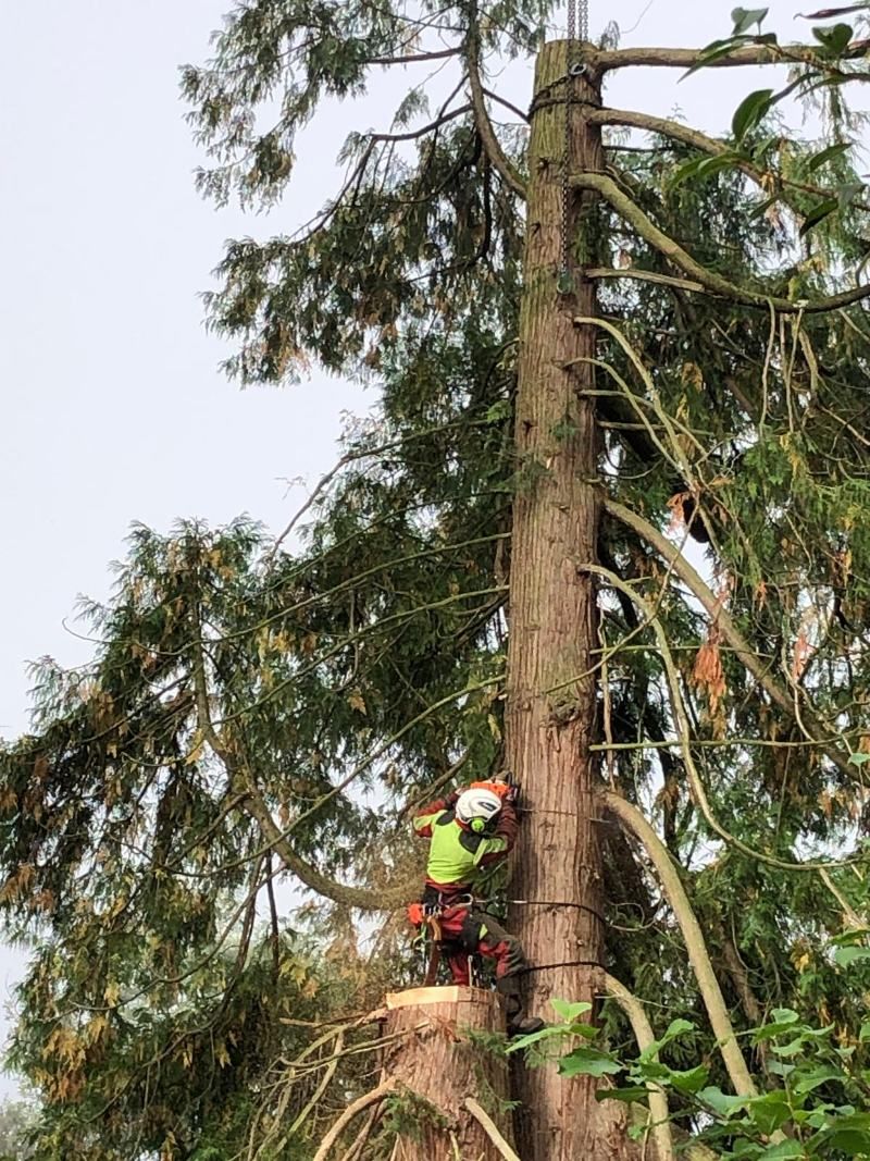 Ein Baumpfleger in grün-oranger Schutzkleidung fällt mit einer Kettensäge einen hohen Baum im Freien.