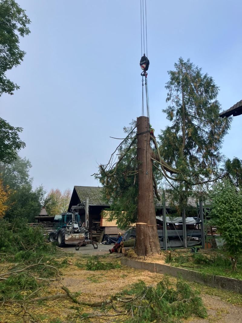 Ein Kran hebt einen hohen Baumstamm an, neben einem Gebäude und einem mit Trümmern bedeckten Boden.
