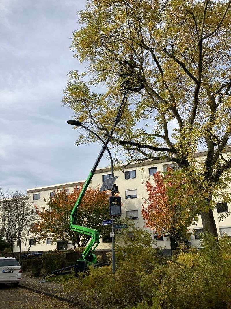 Ein Baum wird mit einer Hubarbeitsbühne beschnitten. Eine Person befindet sich im Korb 