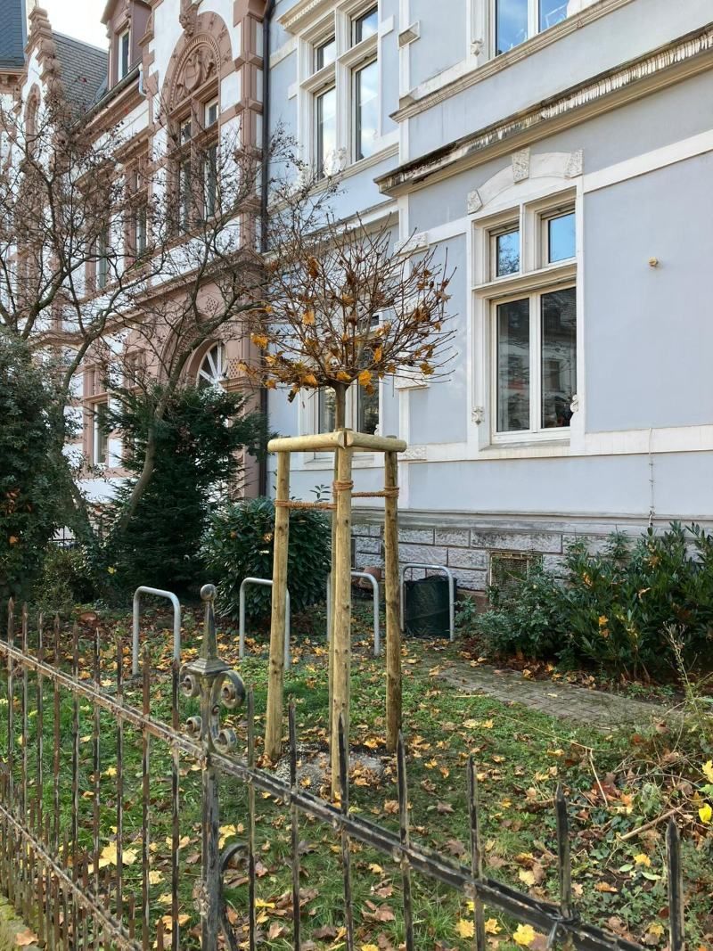 Ein Weihnachtsbaum, der von einem Kran über eine Straße mit abgeschnittenen Ästen gehoben wird. 
