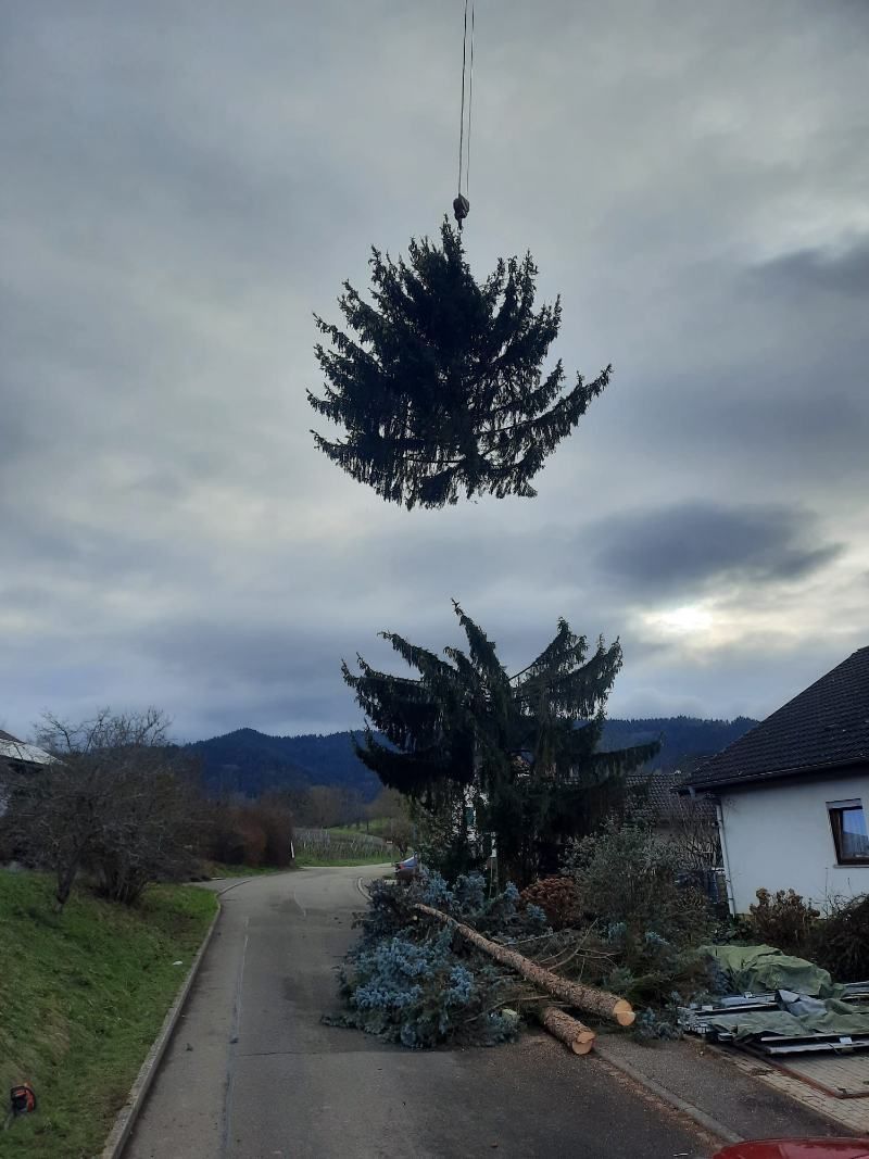 Ein Weihnachtsbaum wird von einem Kran über eine Straße gehoben, auf der abgeschnittene Äste am Boden liegen.