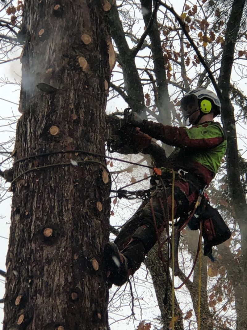Baumpfleger mit Kettensäge in einem Baum, der Schutzausrüstung trägt und Äste abschneidet.