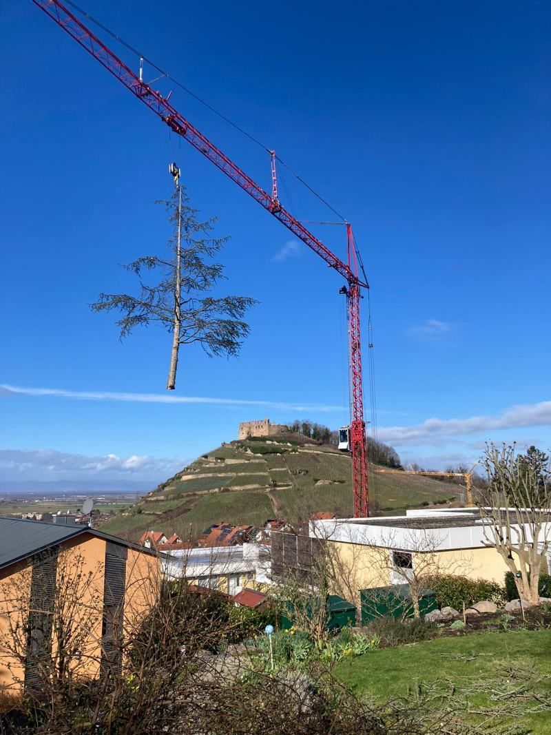 Ein roter Kranich hebt einen schlanken Baum vor klarem, blauem Himmel, im Hintergrund thront eine Burg auf einem Hügel.