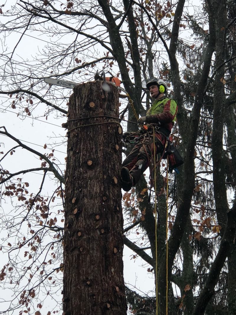 Ein Baumpfleger in Schutzausrüstung sägt im Freien mit einer Kettensäge einen hohen Baumstamm.