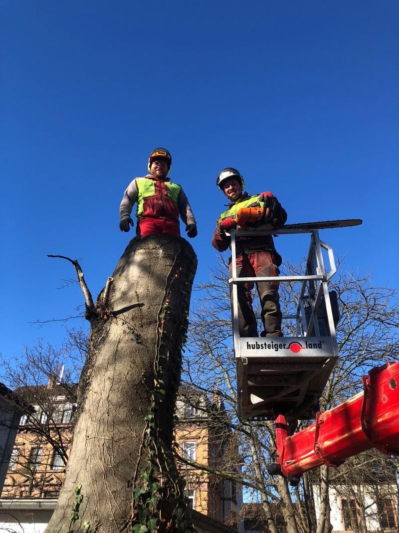 Zwei Baumpfleger sind an einem sonnigen Tag auf einem Baum und in einer Hebebühne und beschneiden Äste.