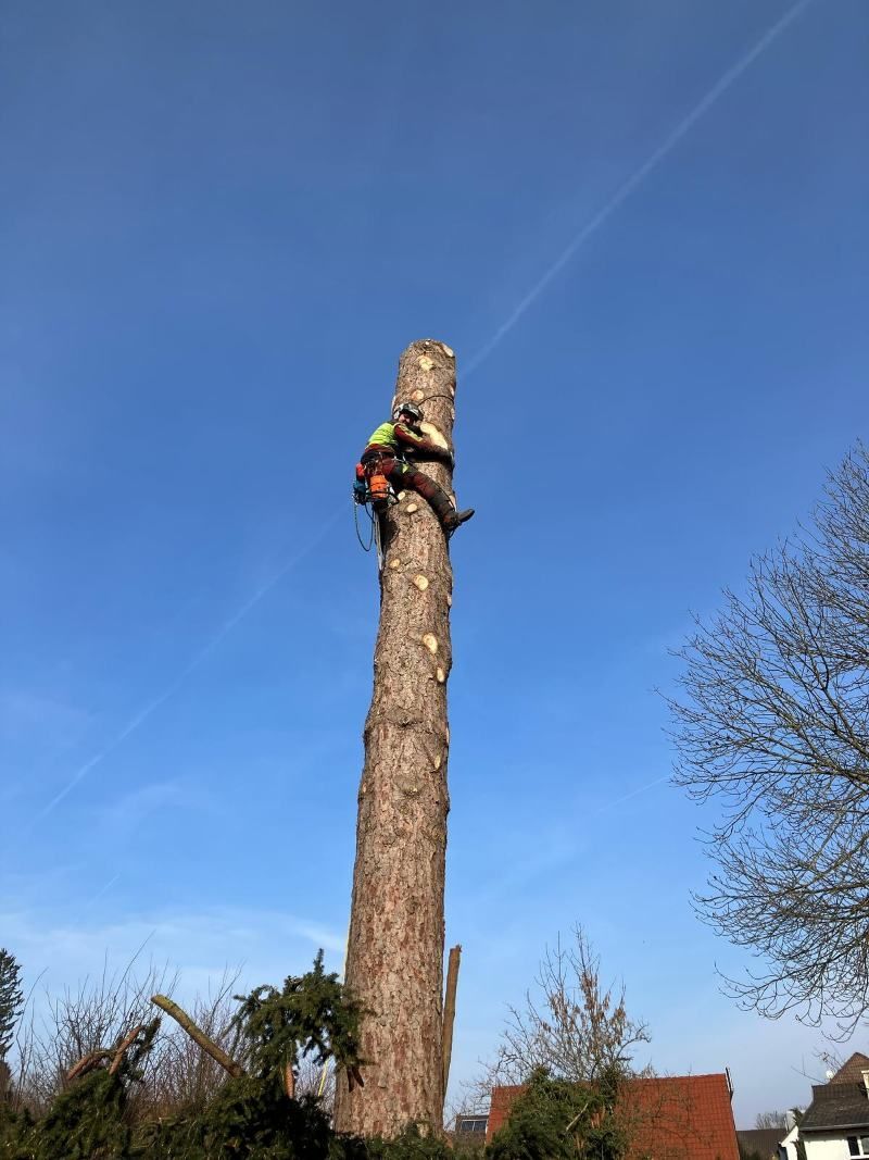 Ein Baumpfleger steht auf einem hohen Baumstamm und fällt ihn. Blauer Himmel, Sicherheitsgurte sind sichtbar.