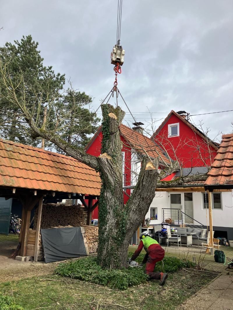 Ein Arbeiter beschneidet einen Baum mit einer Kettensäge, der an einem Kran vor Häusern mit roten Dächern hängt.