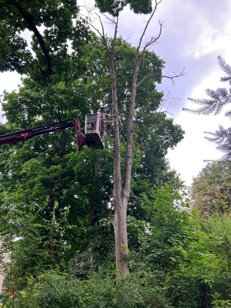 Ein Arbeiter in einem Korb, der von einer Hubarbeitsbühne aus sitzt, stutzt einen Baum, der von grünem Laub umgeben ist.