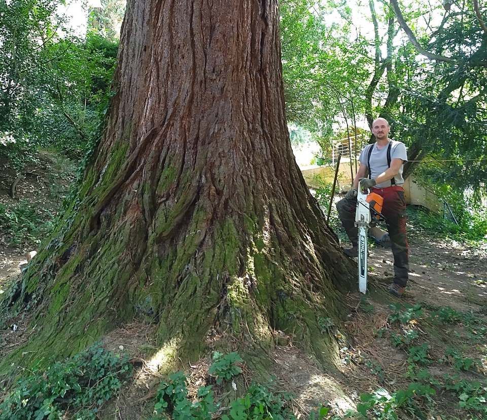 Ein Mann mit einer Kettensäge steht neben einem riesigen Redwood-Baum im Freien.