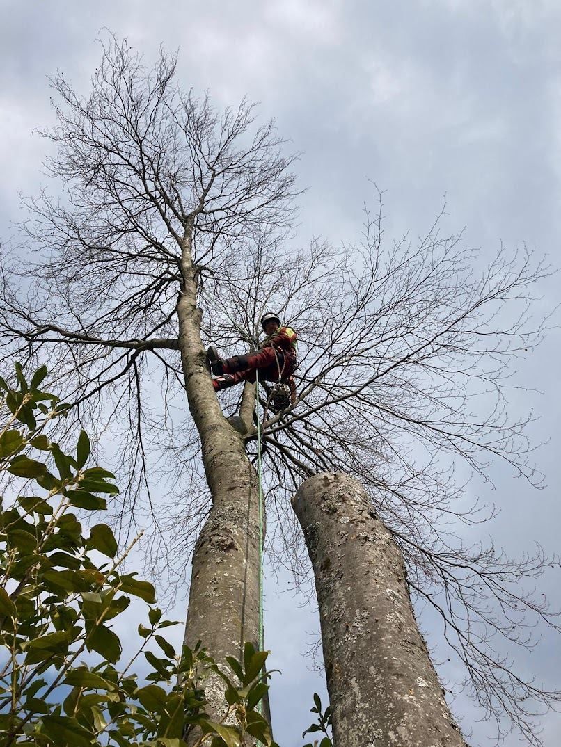 Ein Baumpfleger fällt einen hohen Baum; er trägt Schutzausrüstung und die Szene spielt vor einem bewölkten Himmel.