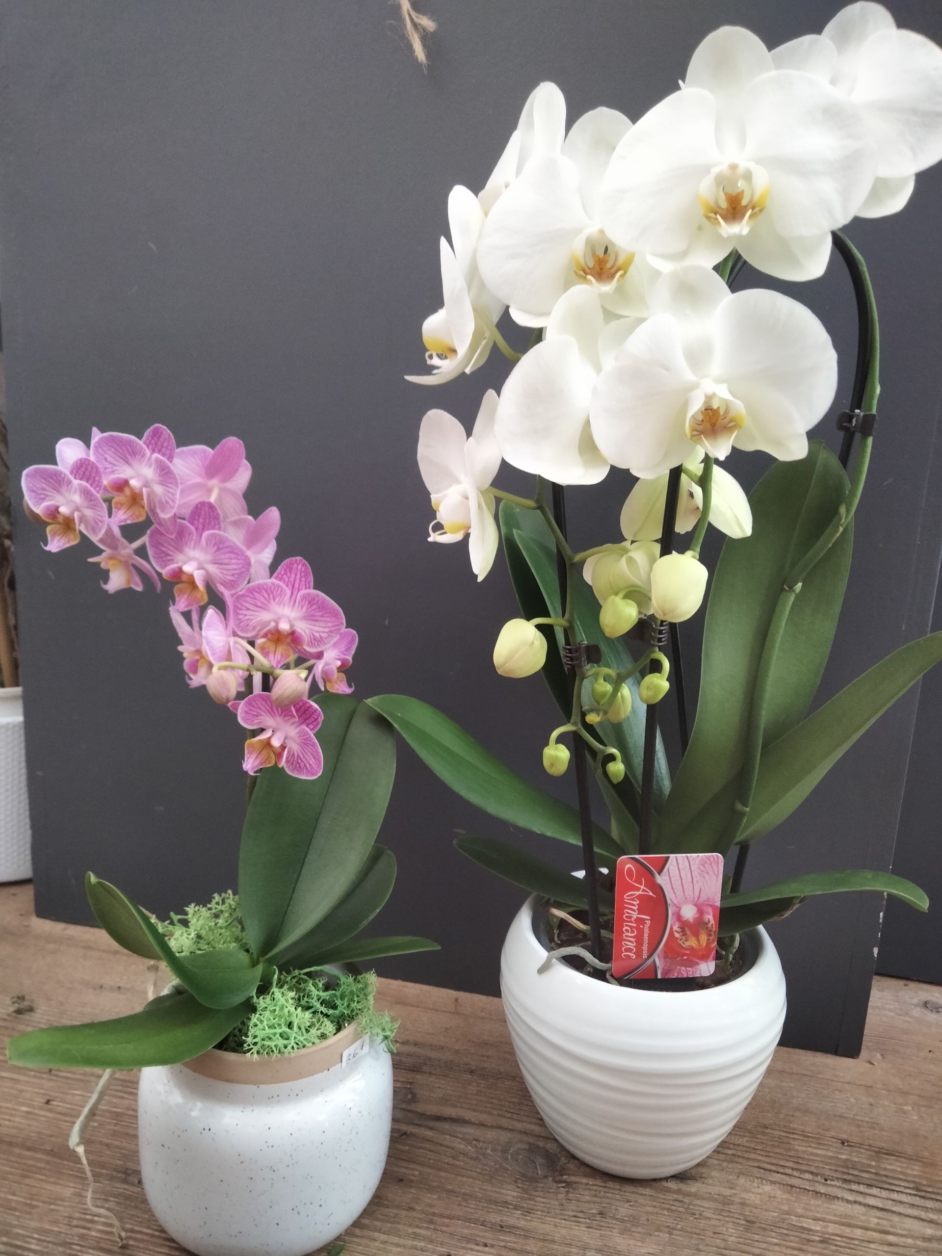 Deux orchidées papillon en pot, l'une plus petite à fleurs roses et l'autre plus grande à fleurs blanches, sont posées sur une surface en bois.