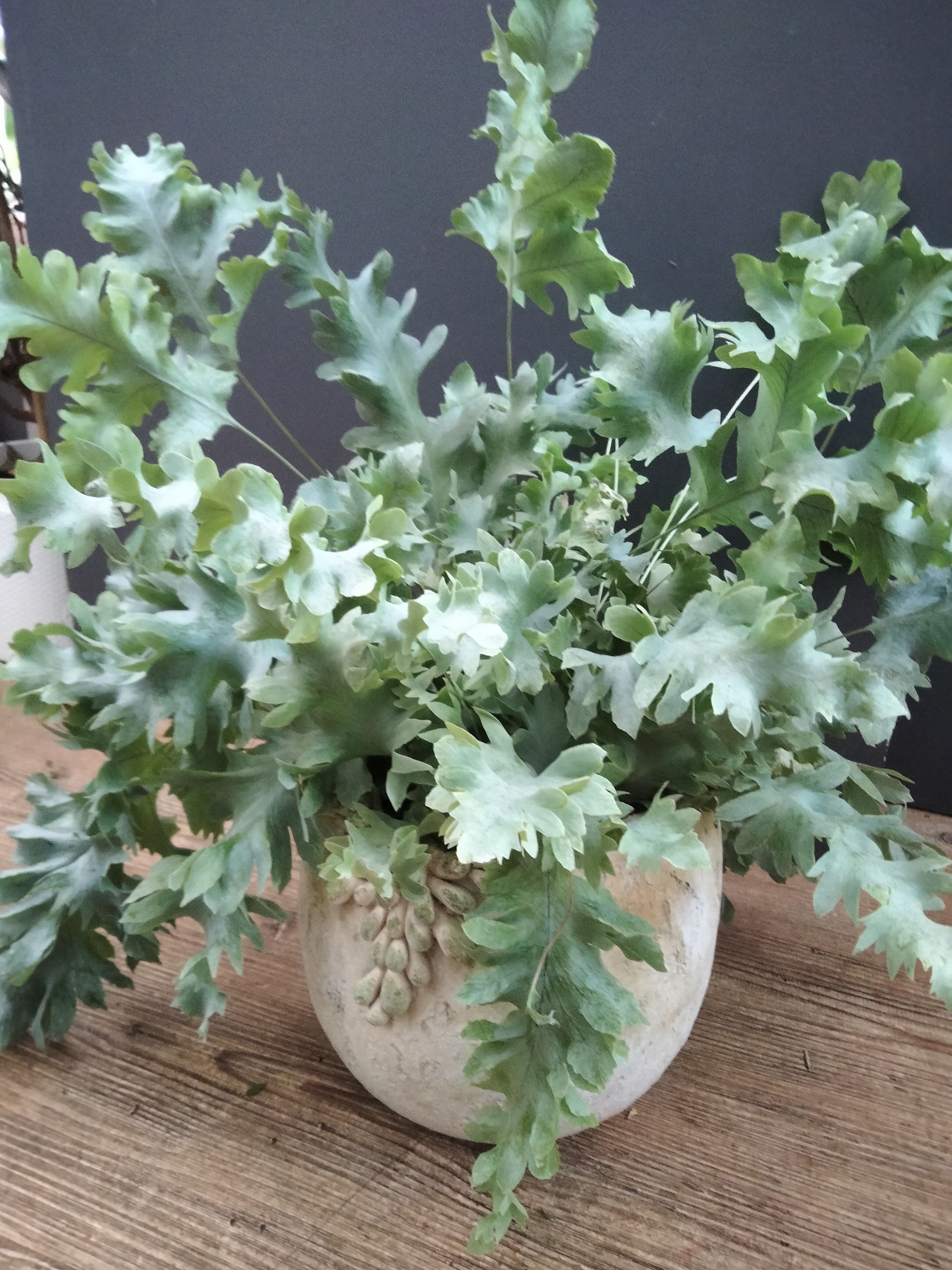 Une fougère Blue Star luxuriante, d'un bleu-vert éclatant, dans un pot texturé couleur crème, posée sur une surface en bois sur fond sombre.