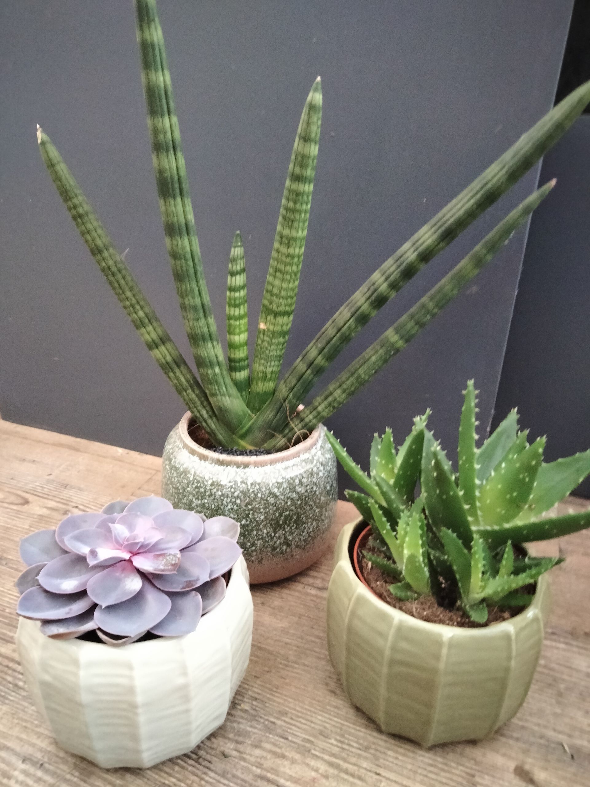 Trois plantes succulentes en pot de variétés différentes sont posées sur une surface en bois, sur un fond gris foncé.