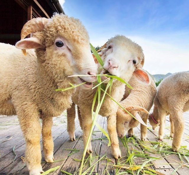 Un grupo de ovejas comiendo hierba en un suelo de madera.