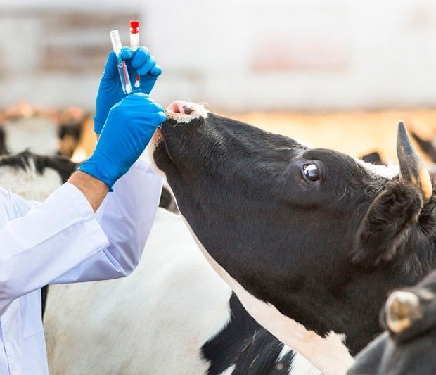 Una persona sostiene una jeringa delante de una vaca.
