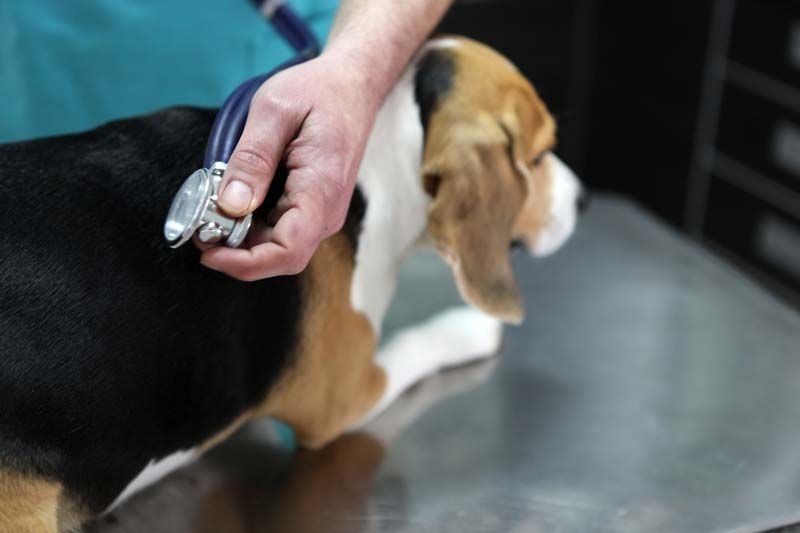 Un perro beagle está siendo examinado por un veterinario con un estetoscopio.