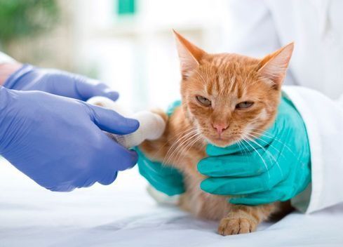 Un veterinario le está poniendo un vendaje en la pata a un gato.