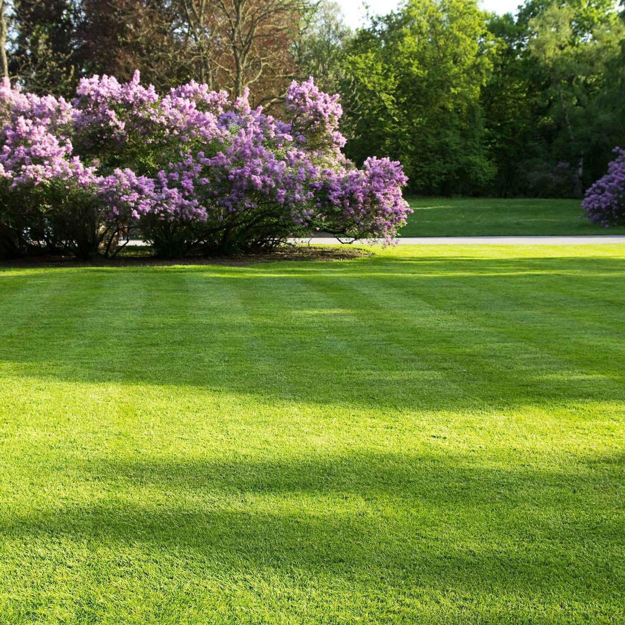 Jardin engazonné et massifs en fleurs