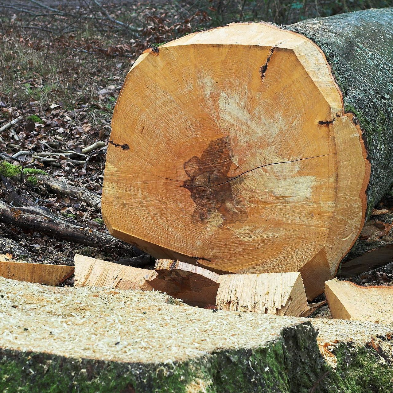 Arbre couché après avoir été abattu