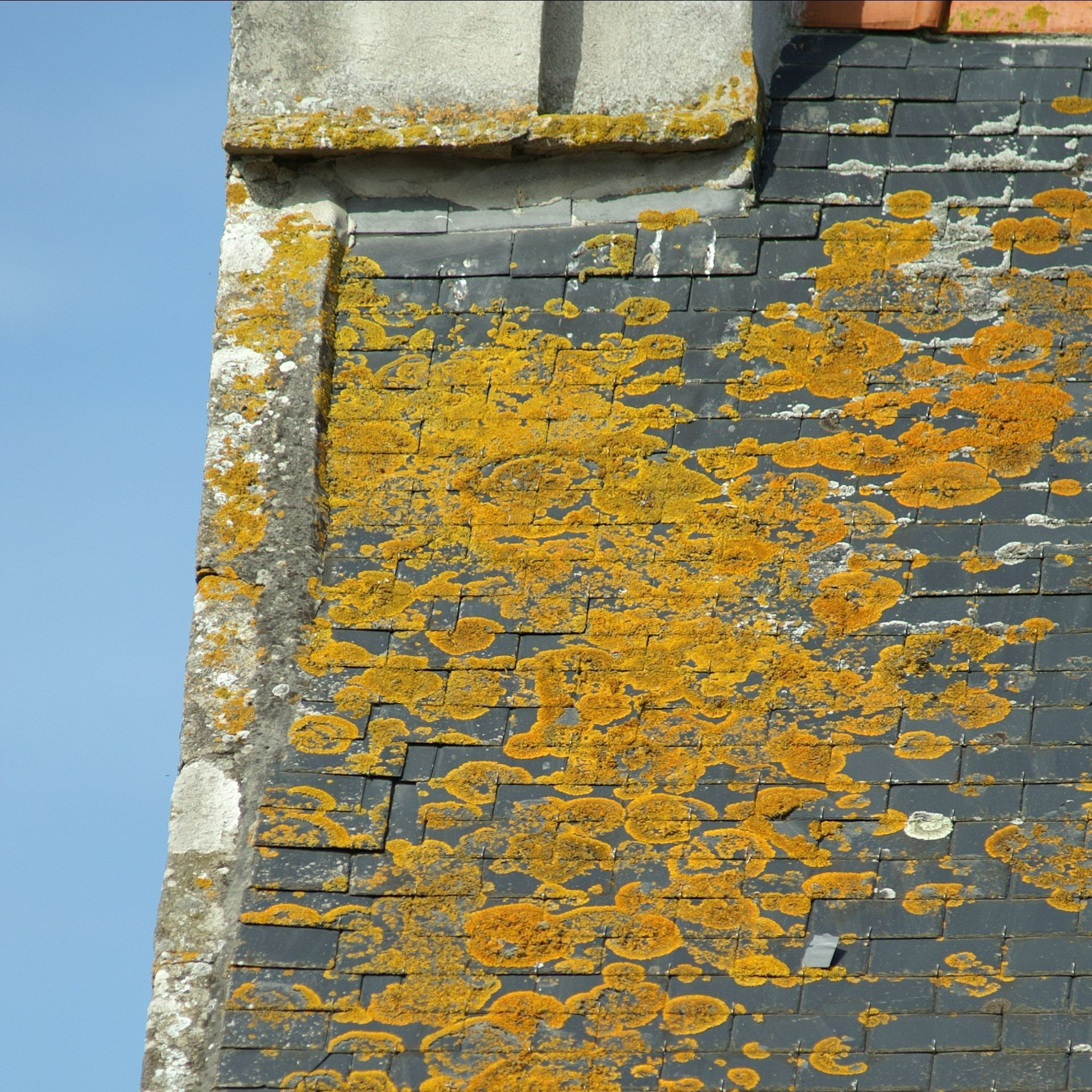Toiture recouverte de mousses et lichens