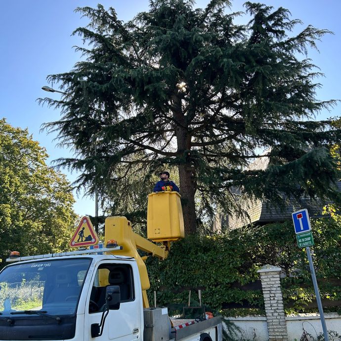 L'artisan est dans sa nacelle devant un arbre à élaguer