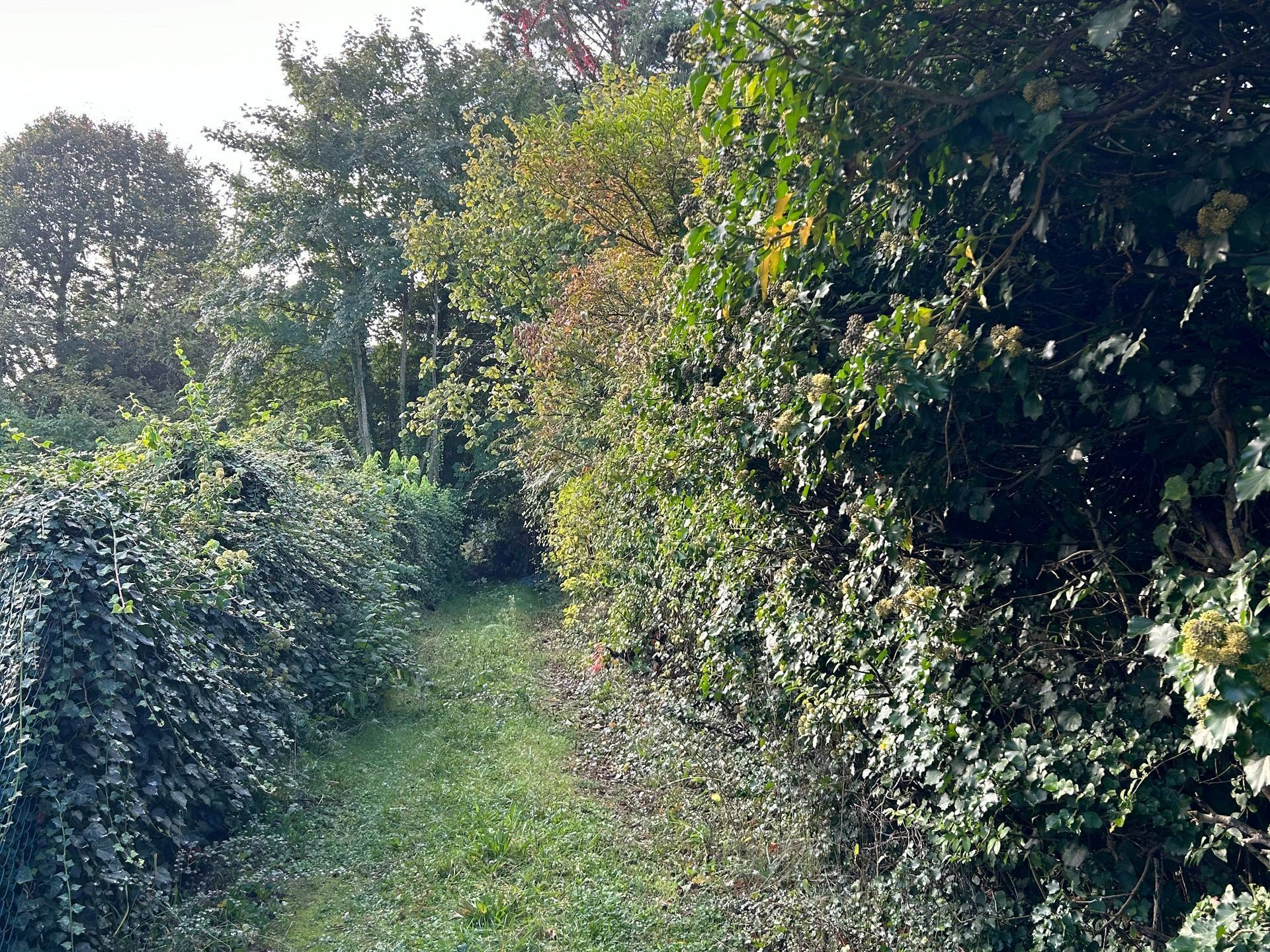 Chemin rural après nettoyage
