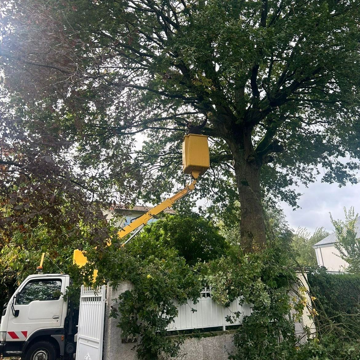 Élagage en hauteur avec une nacelle
