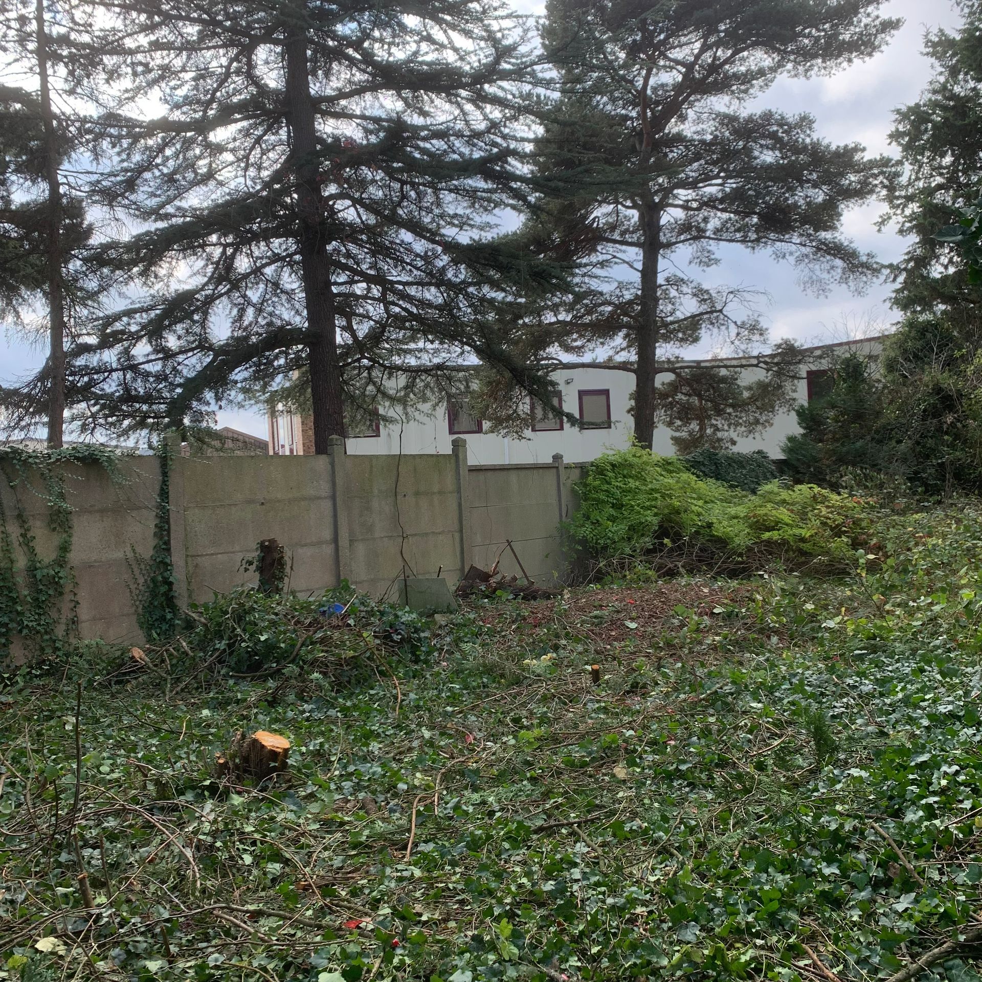 Terrain débroussaillé après l'abattage d'arbres
