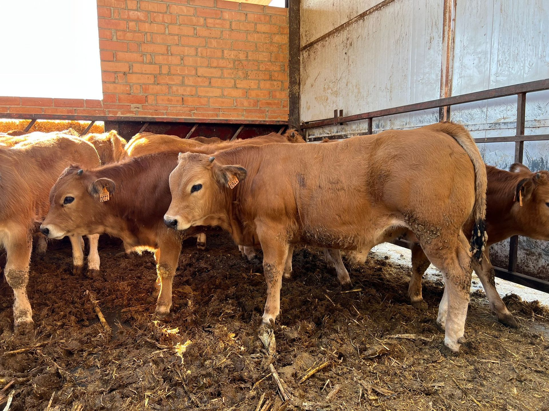 Una manada de vacas marrones paradas una al lado de la otra en un granero.